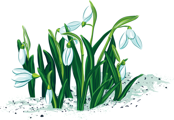 Подснежник для детей