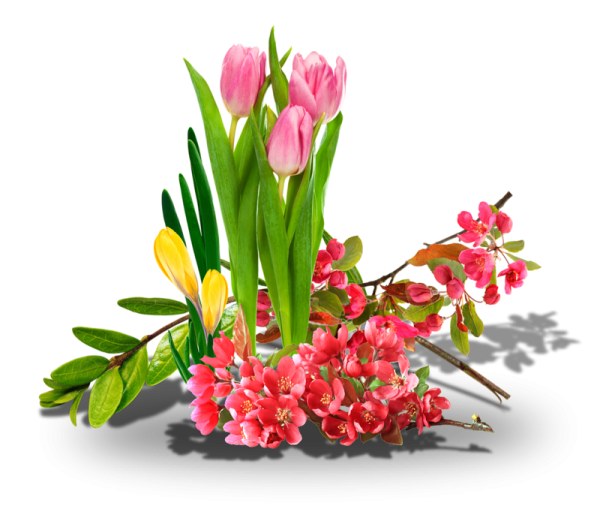 Весенние цветы на прозрачном фоне