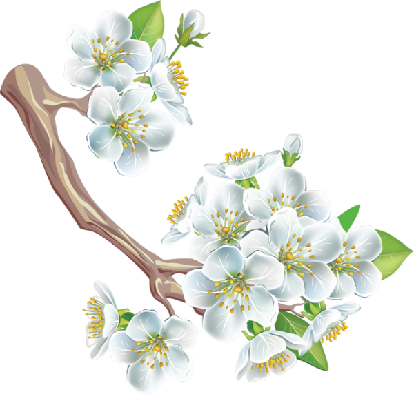 Яблоневый цвет ветка