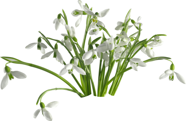 Подснежники на прозрачном фоне