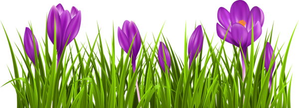 Первоцветы на белом фоне