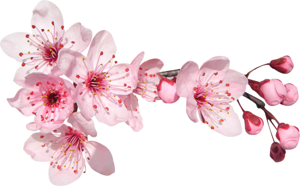 Веточка цветов