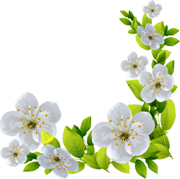 Весенние цветы на прозрачном фоне