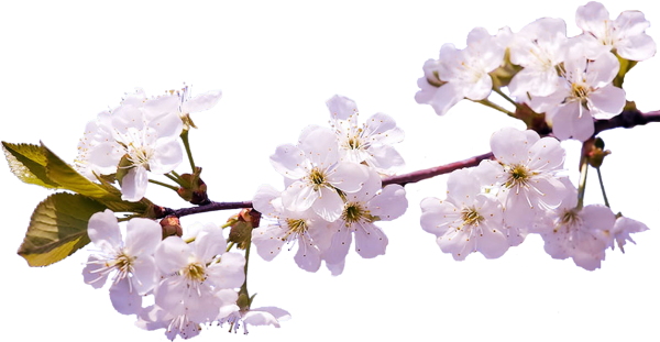 Ветка цветущей яблони на прозрачном фоне