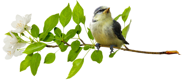 Весенние птицы на прозрачном фоне