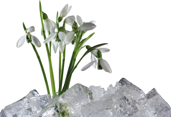 Подснежник на б елом фонем