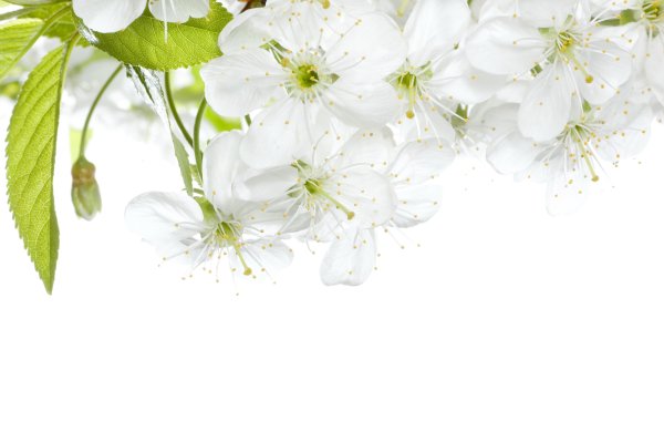 Ветка яблони