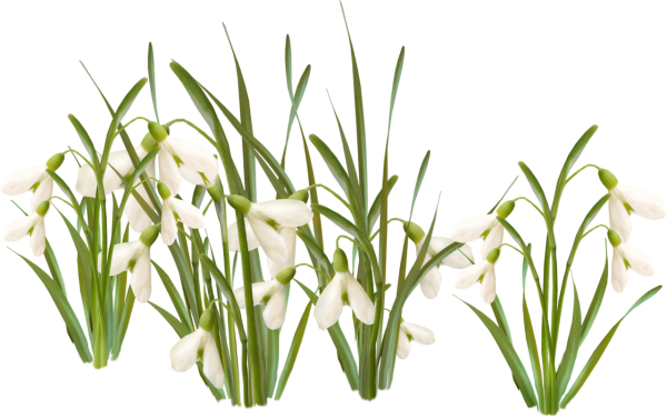 Весна на прозрачном фоне