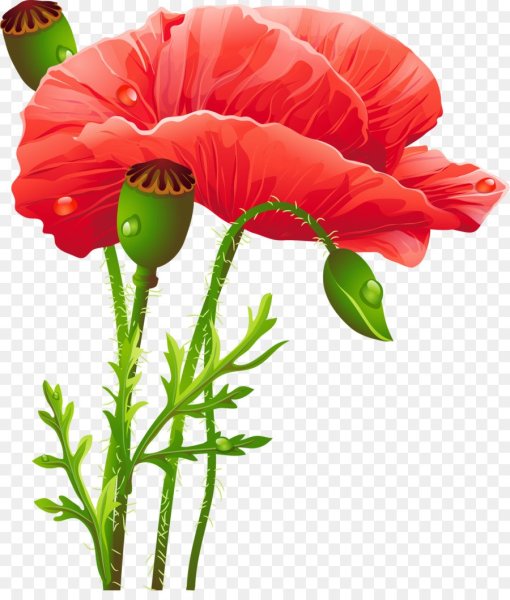 Мак на белом фоне