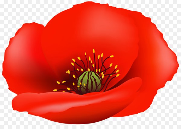 Маки вектор