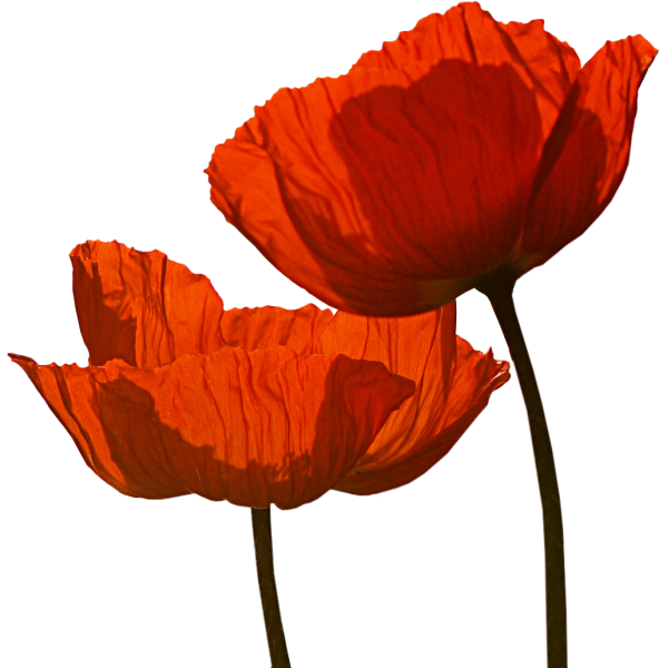 Poppies Martinborough