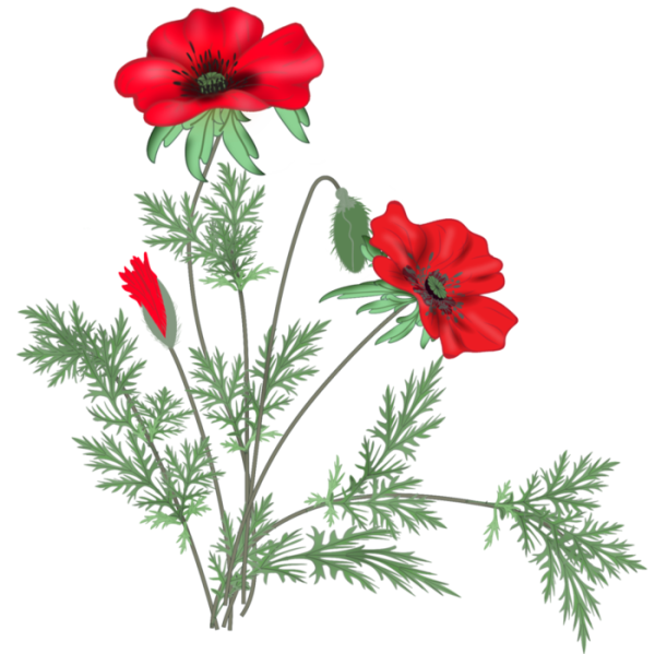 Клипарт маки на прозрачном фоне