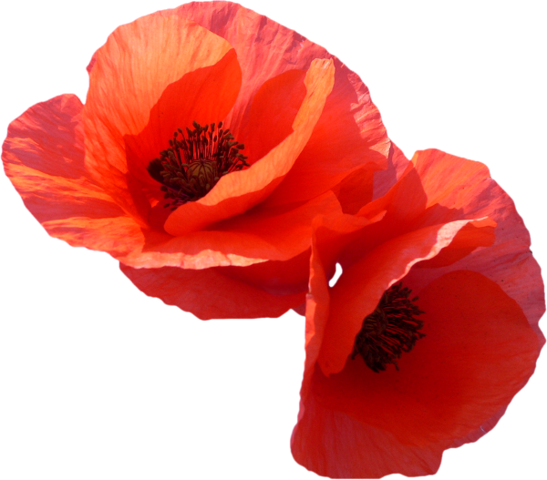 Маки на белом фоне