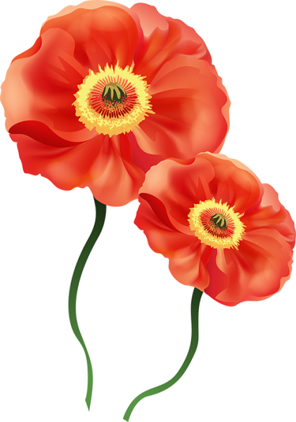 Отрисовка Мак цветок