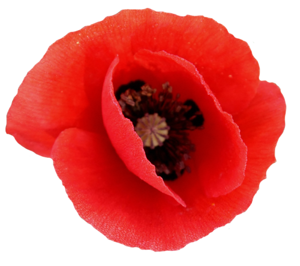 Мак на белом фоне