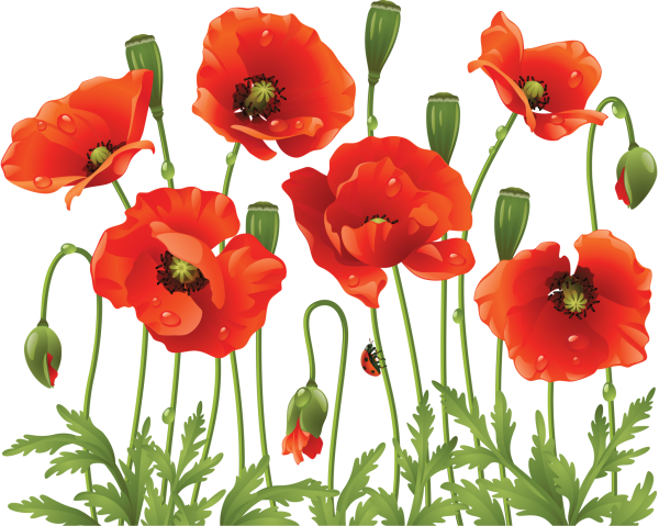 Маки на белом фоне