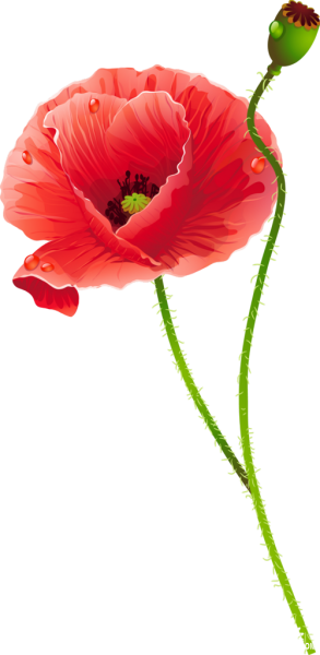 Мак на белом фоне