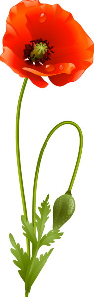 Мак стебель и листья