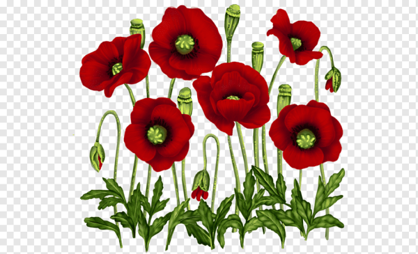 Мак для детей