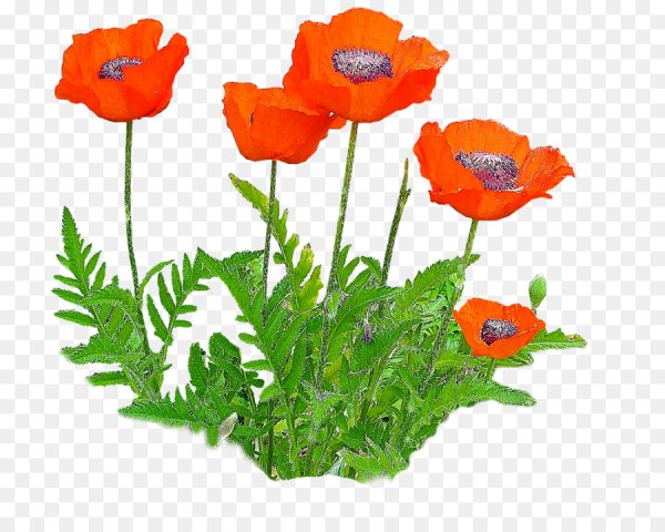 Мак для детей