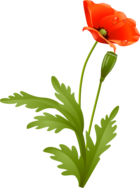 Стебель цветка на прозрачном фоне