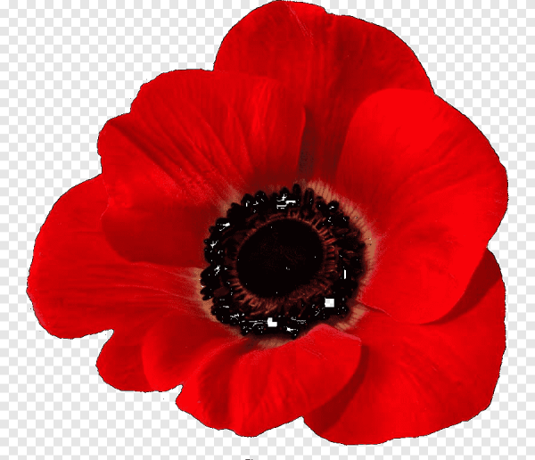Красный Мак на белом фоне