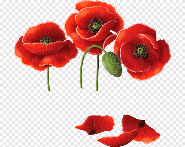 Лепестки мака на белом фоне