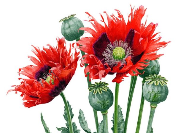 Ботаническая акварель Анна Мэсон