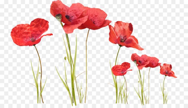 Маки на прозрачном фоне