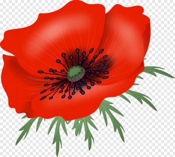 Мак рисунок