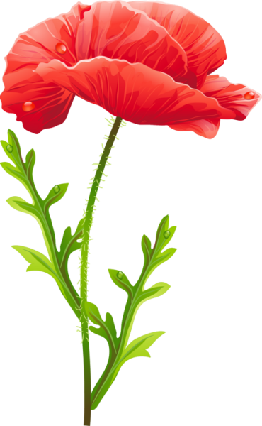 Маки на белом фоне