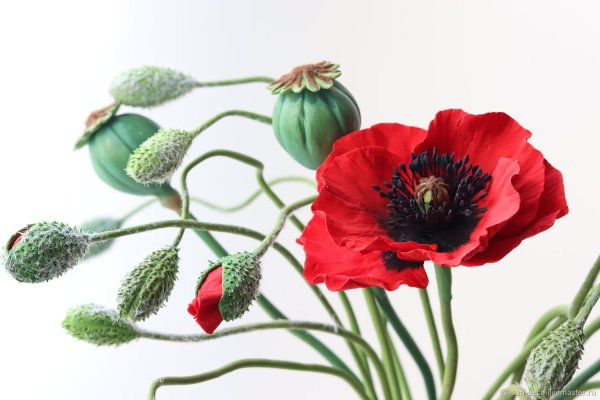 Чашелистик мака