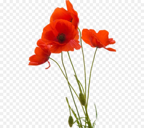 Мак на белом фоне