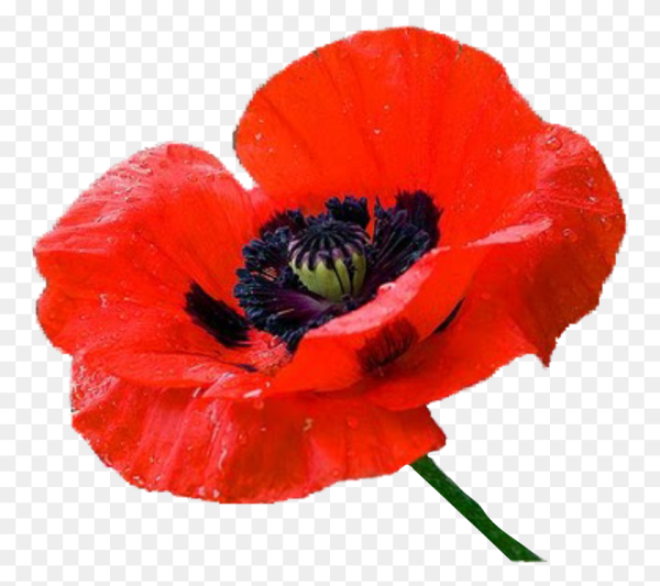 Мак на белом фоне