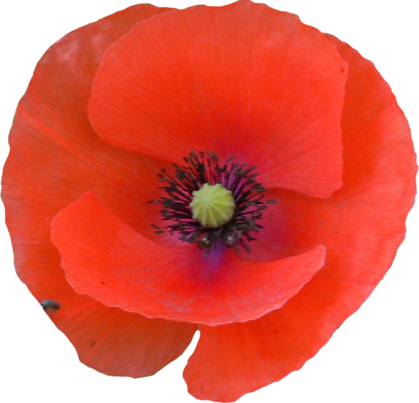 Мак на прозрачном фоне