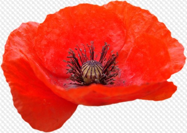Мак на прозрачном фоне