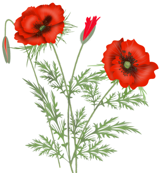 Мак рисунок