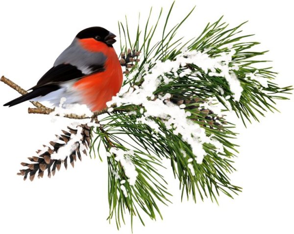 Снегири зимой на белом фоне