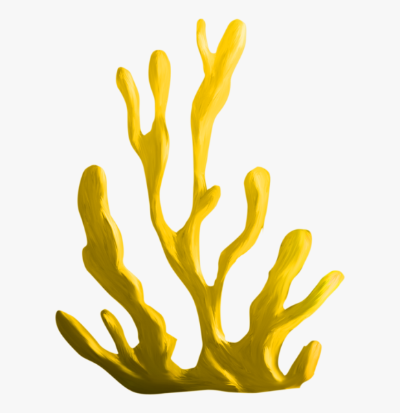 Морские водоросли прозрачные