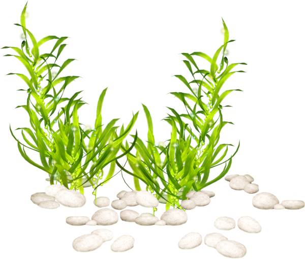 Морские водоросли на прозрачном фоне