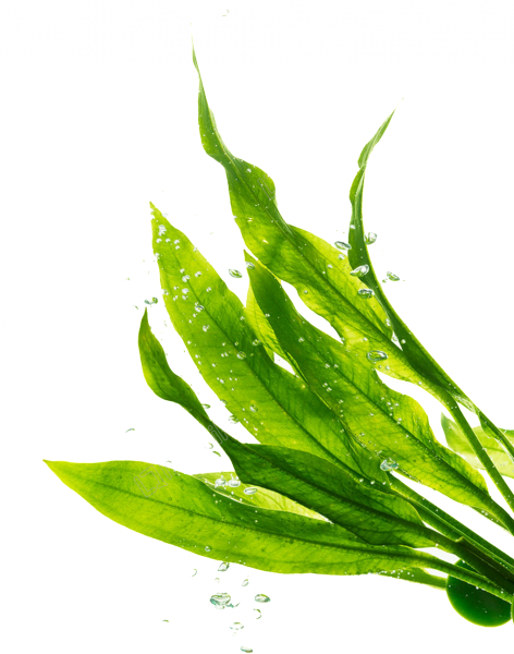 Морские водоросли ламинария