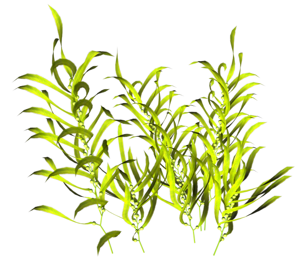 Эстрагон аквариумное растение