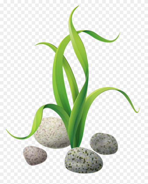 Водоросли для детей