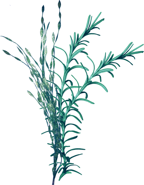 Водоросли без фона