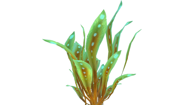 Водоросли на белом фоне