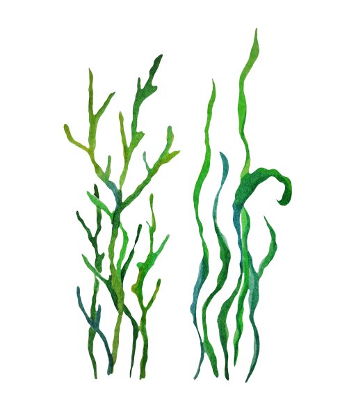 Водоросли Житкин