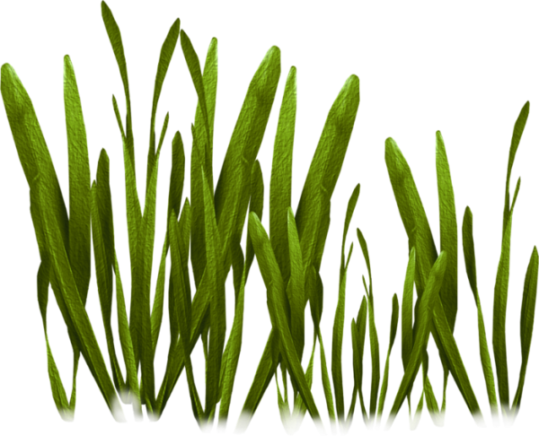 Водоросли на белом фоне