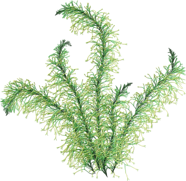 Водоросли без фона