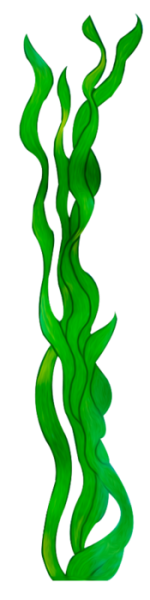 Водоросли мультяшные