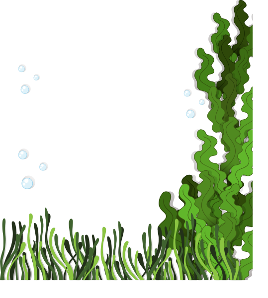 Водоросли рамка